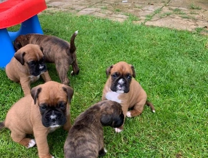 Wunderschönen Boxer Welpen mit Stammbaum