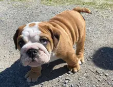 Englische Bulldoggenwelpen