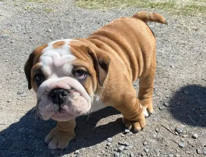 Englische Bulldoggenwelpen