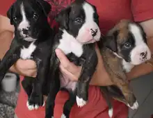 Wunderschöne Boxer Welpen