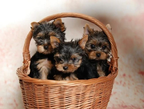 Süßer Yorkshire Terrier Welpe Zum Verschenken