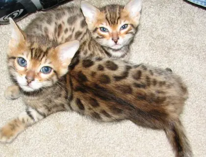 Bengal Katzen mit Stammbaum: