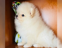 Pomeranian Zwergspitz Originale Boo Welpen