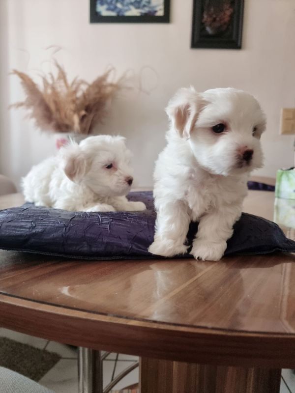Mini Malteser Babys Welpen mit papieren