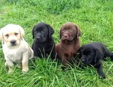 Labrador Welpen mit Papieren