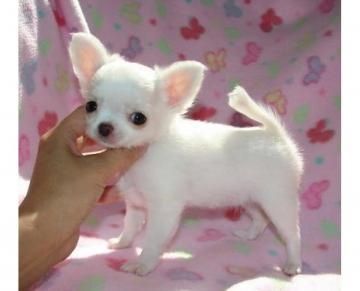 Mini Chihuahua Babys mit papieren Mini Chihuahua Babys mit papieren