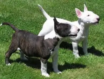 Schöne Staffordshire Bull Terrier Welpen, ,.