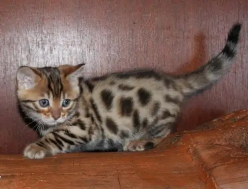 MiniLeoparden Bengal Katzen mit Papieren.