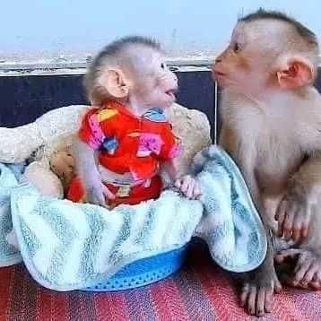 Süße kleine männliche und weibliche Kapuzineraffen zu verkaufen