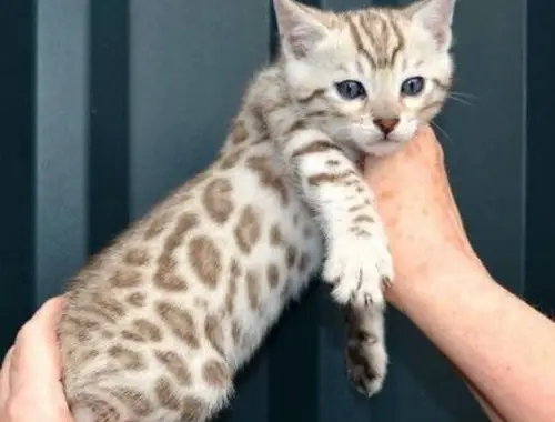 Männchen und -Weibchen, reinrassige Bengal-Kätzchen zu verkaufen