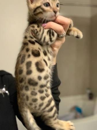 Männchen und -Weibchen, reinrassige Bengal-Kätzchen zu verkaufen Männchen und -Weibchen, reinrassige Bengal-Kätzchen zu verkaufen