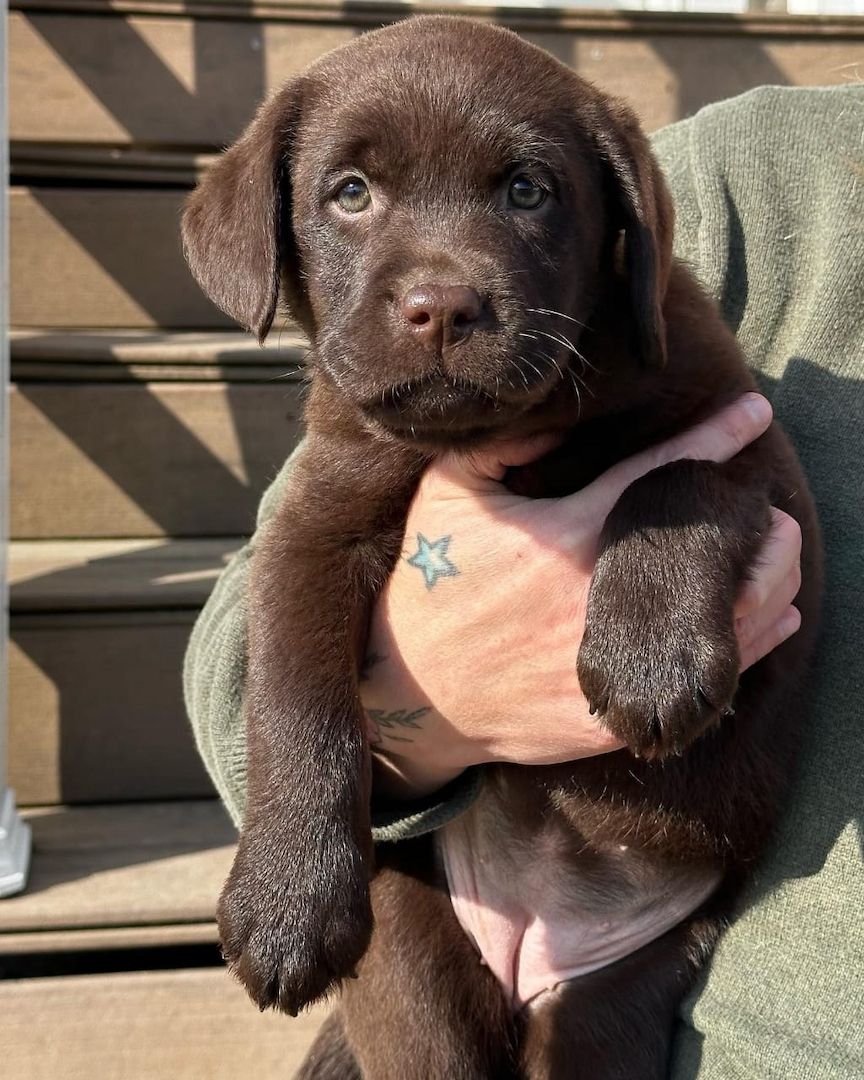 Reinrassige labrador Retriever Welpen zu verkaufen