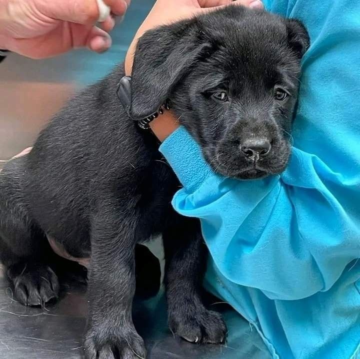 Reinrassige labrador Retriever Welpen zu verkaufen
