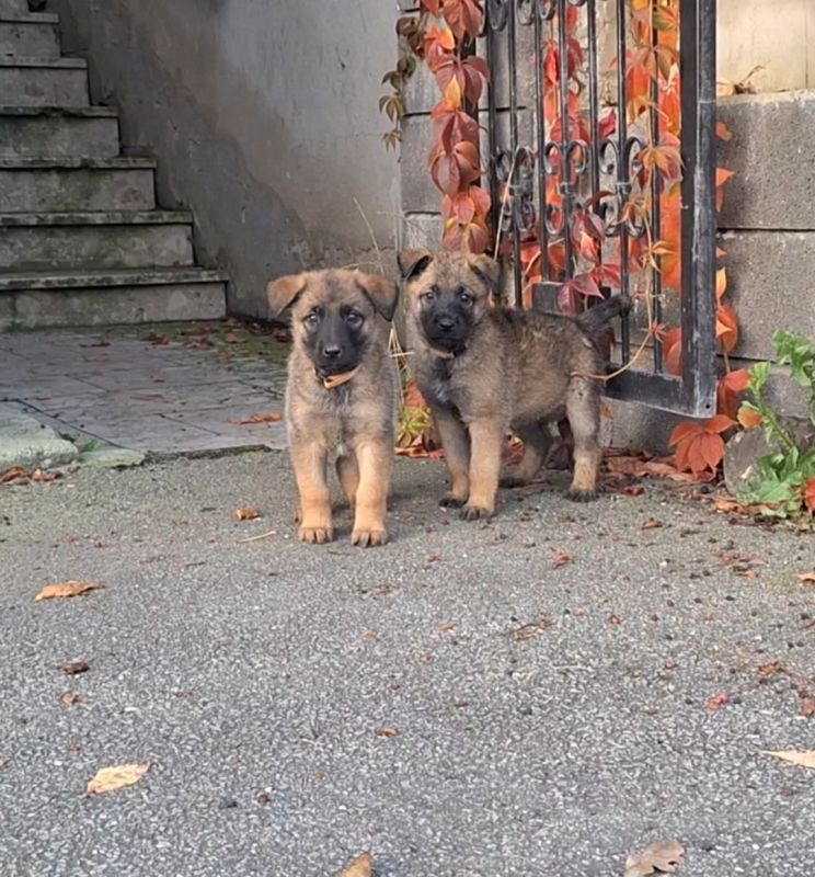 elgischer Schäferhund (Malinois) Welpen WhatsApp +31684935138