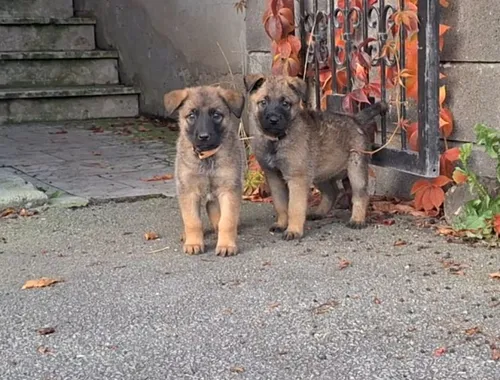 elgischer Schäferhund (Malinois) Welpen WhatsApp +31684935138