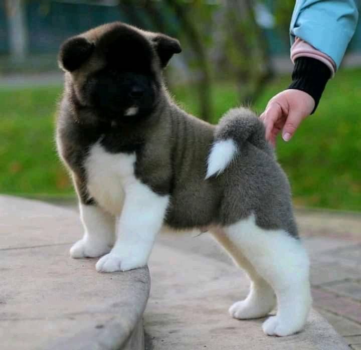 Akita Inu Welpen WhatsApp-Nachricht an +31684935138