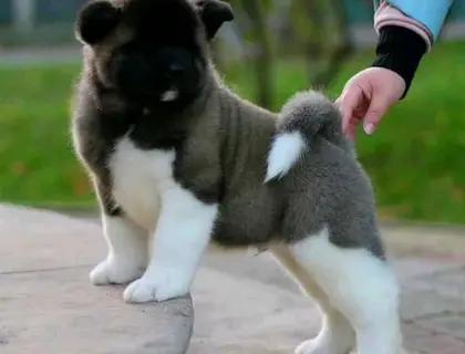 Akita Inu Welpen WhatsApp-Nachricht an +31684935138