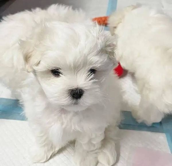 Malteser Welpen sofort abgabebereit WhatsApp-Nachricht an +31684935138