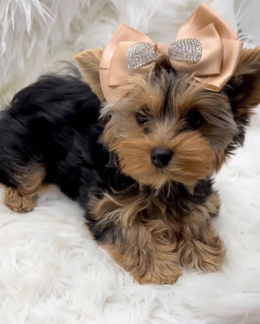 Yorkshire Terrier Welpen zu verkaufen WhatsApp-Nummer +31684935138