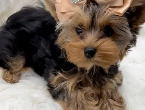 Yorkshire Terrier Welpen zu verkaufen WhatsApp-Nummer +31684935138