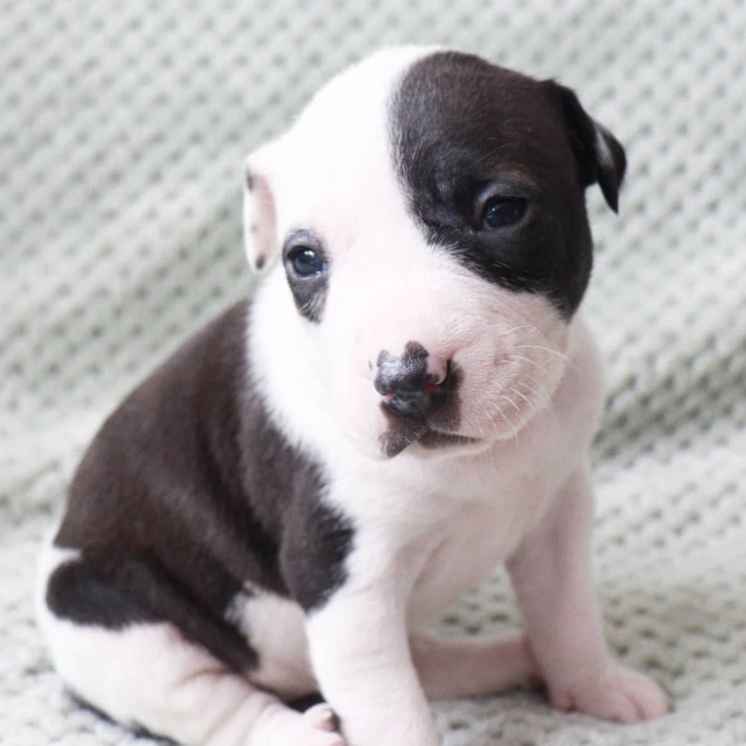 Blueline welpen American Pitbull Terrier whatsapp Nummer (+31684935138)