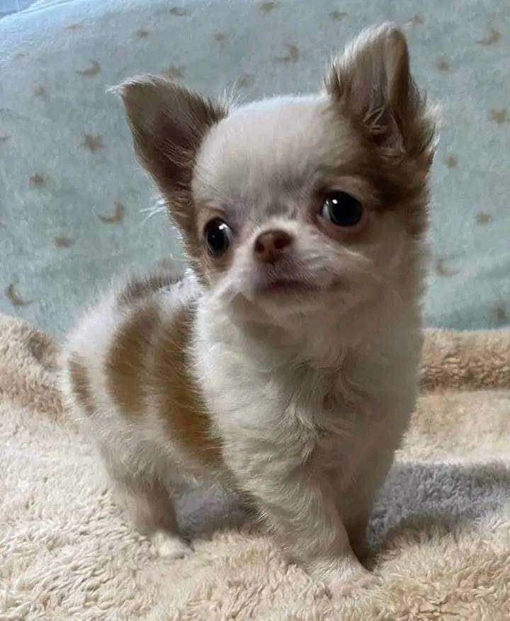 Mini Chihuahua Babys mit papieren WhatsApp-Nummer +31684935138