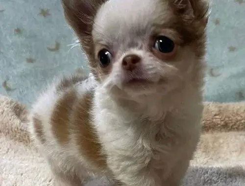 Mini Chihuahua Babys mit papieren WhatsApp-Nummer +31684935138