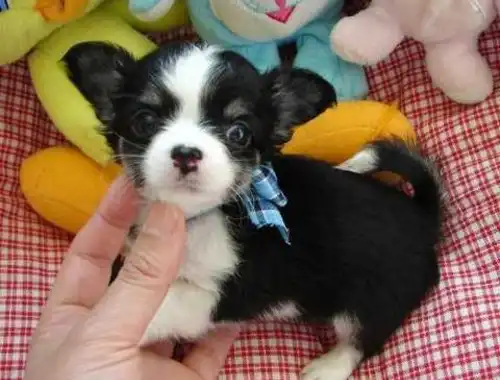 Mini Chihuahua Babys mit papieren,