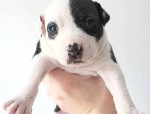 Blueline welpen American Pitbull Terrier.