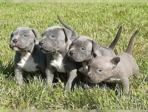 Schöne American Welpen Blue-Line Pit Bull Terrier .