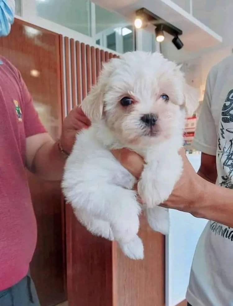 Schöne Malteserwelpen zu verkaufen