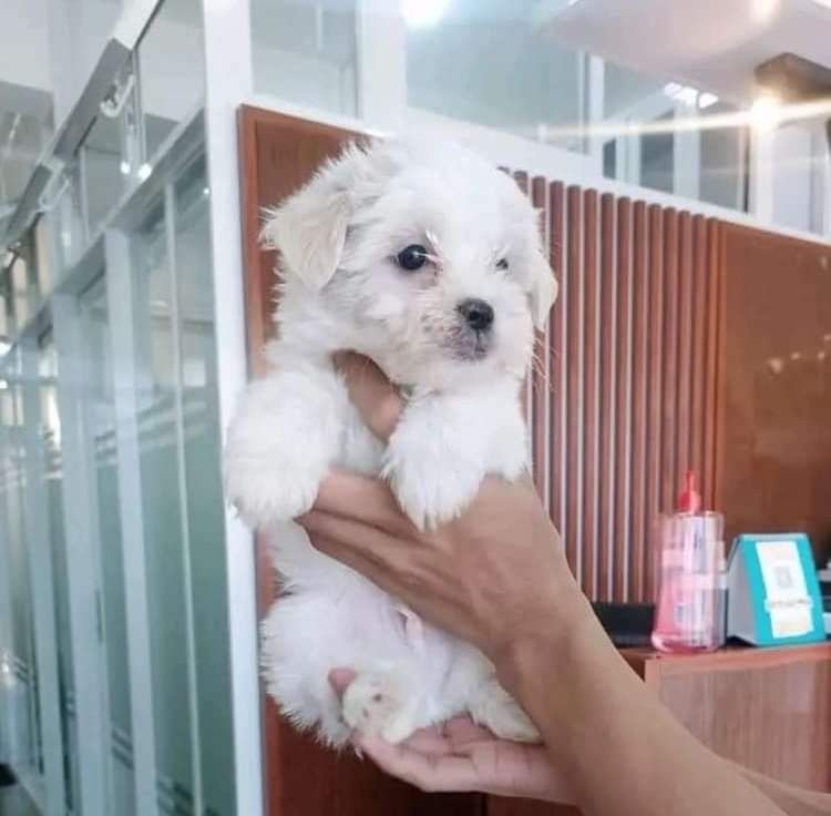 Schöne Malteserwelpen zu verkaufen