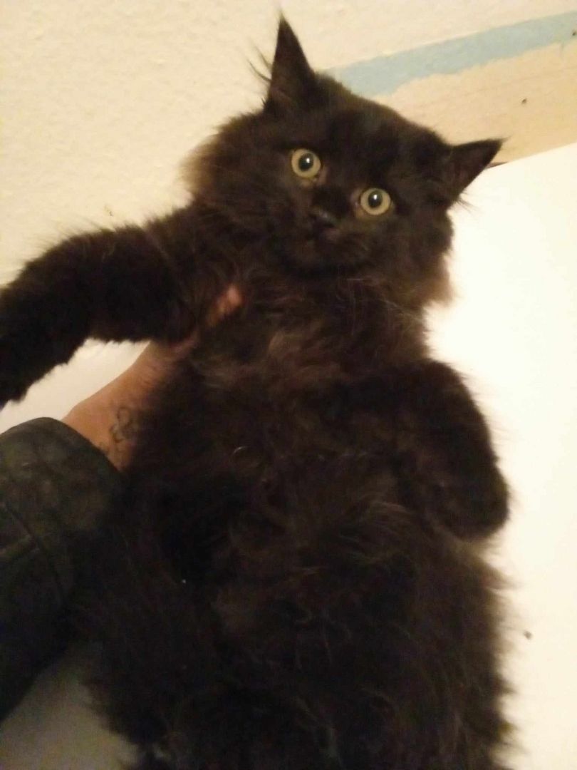 Norwegische-Waldkatzen