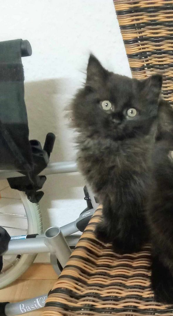 Norwegische-Waldkatzen