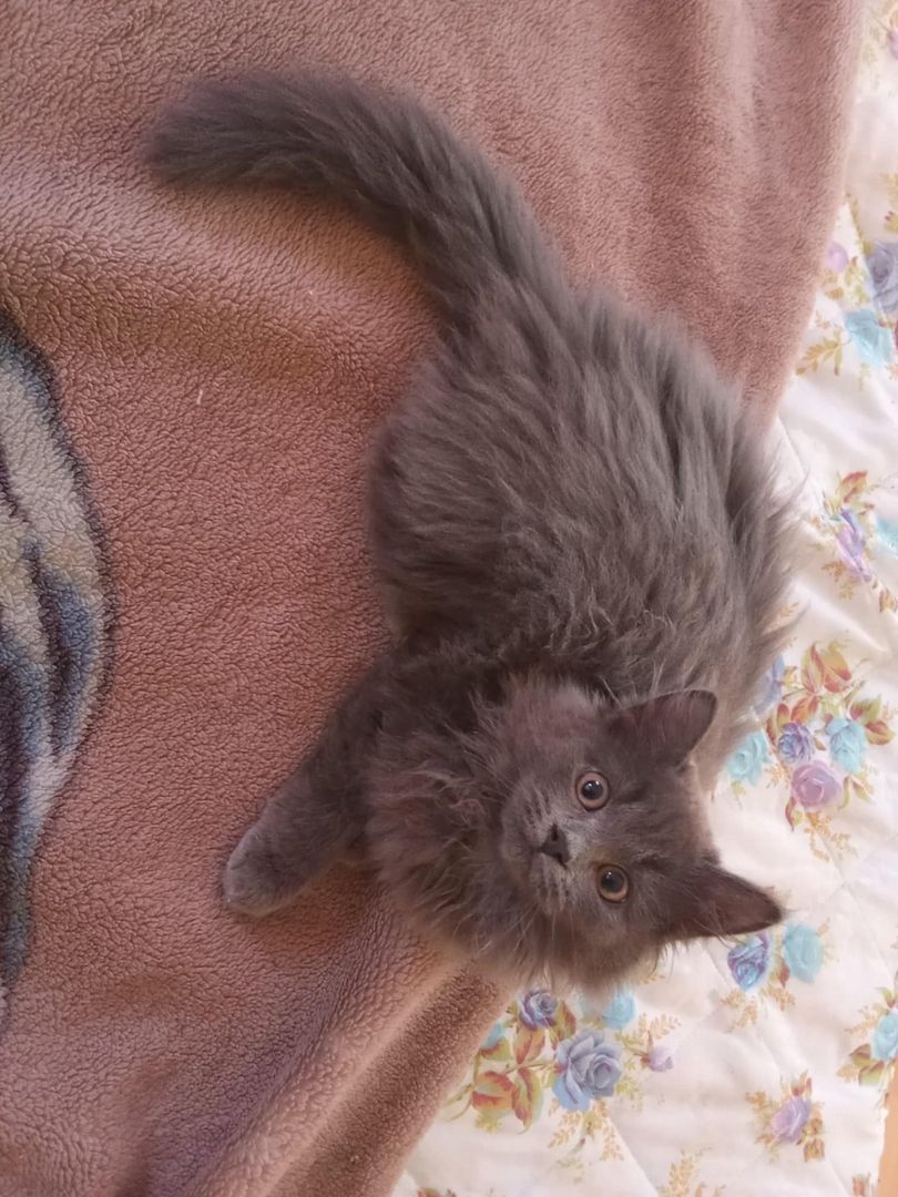 Norwegische-Waldkatzen