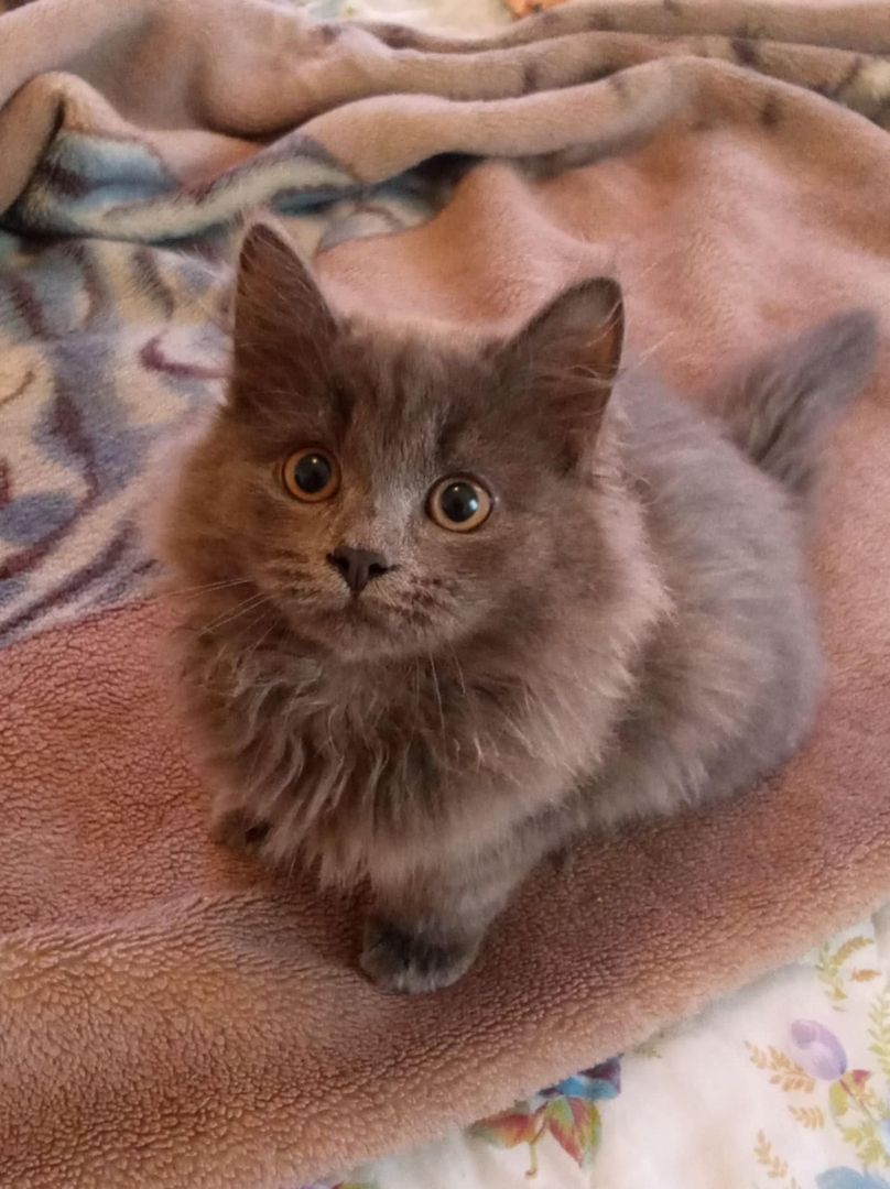 Norwegische-Waldkatzen