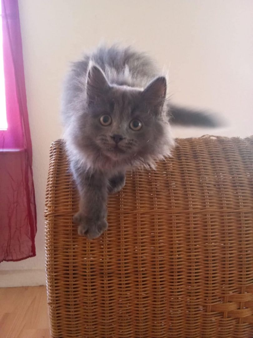 Norwegische-Waldkatzen