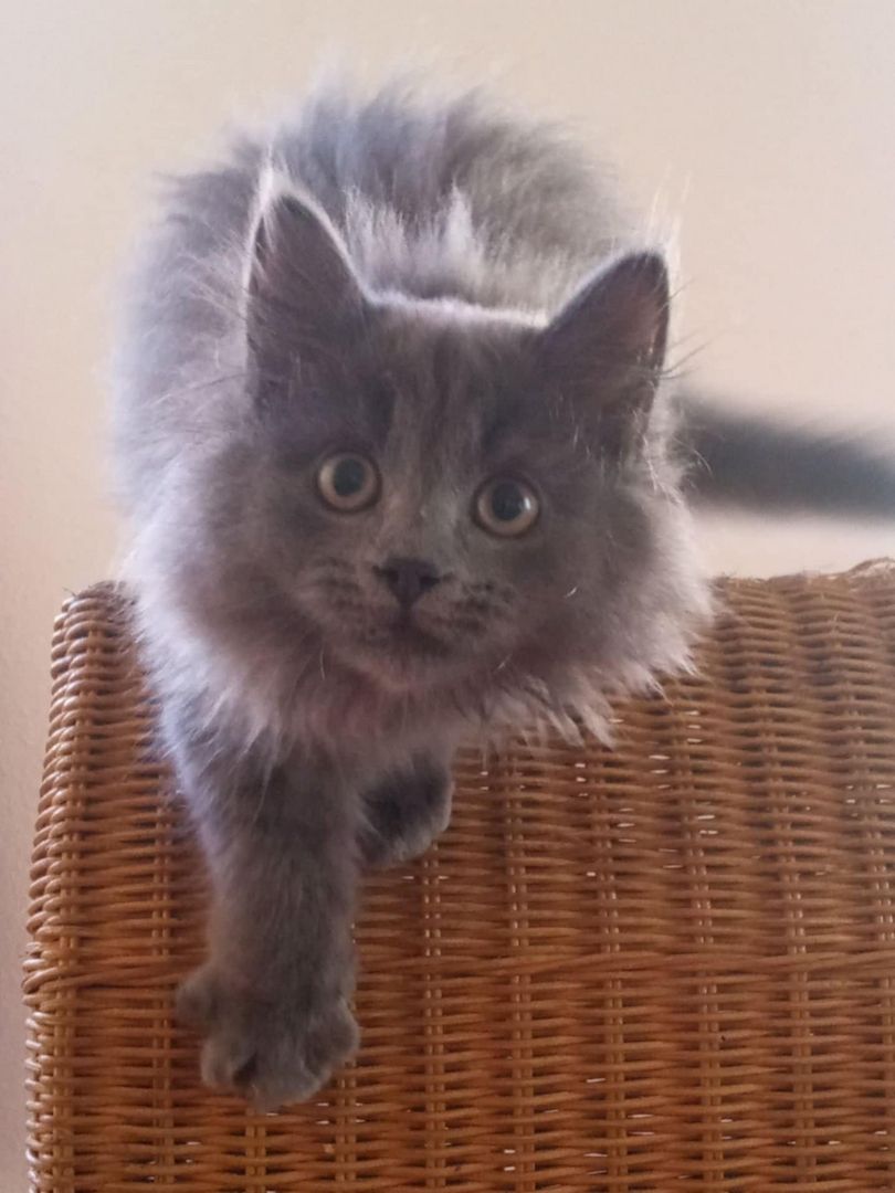 Norwegische-Waldkatzen