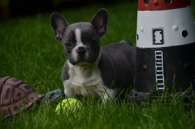 Französische Bulldoggenwelpen