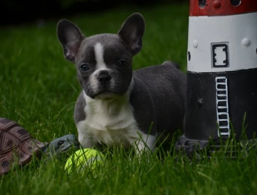 Regressing Französische Bulldoggenwelpen