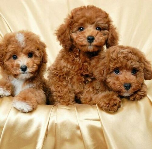 Wunderschöne Springerpoo-Welpen mit Stammbaum verfügbar