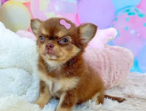 6 wunderschöne Chihuahua Welpen Kurzhaar suchen ein liebevolles Zuhause auf Lebenszeit