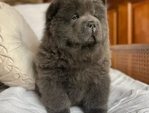 Zuckersüße reinrassige Chow-Chow Welpen