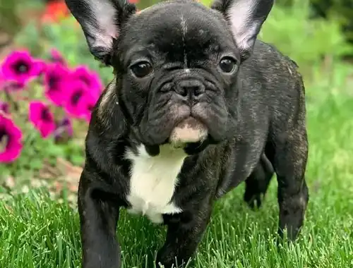 Französische Bulldogge Welpen WhatsApp-Nachricht an +31684935138