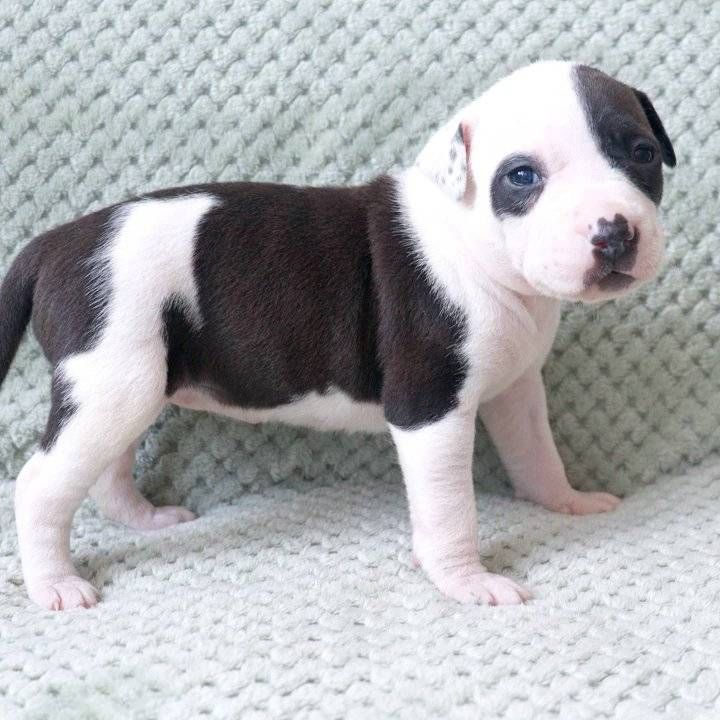 Wunderschöne Pitbull Welpen