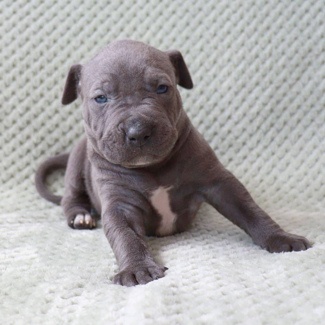 Wunderschöne Pitbull Welpen