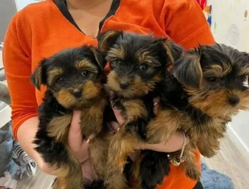 Yorkshire Terrier Welpen Black and Tan mit Papieren .