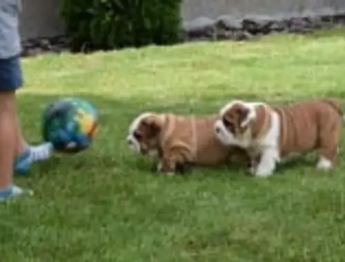 Englische Bulldogge welpen w/m