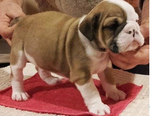 SchöneEnglische Bulldoggen Welpen 10 Wochen mit Papiere