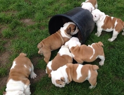 Englische Bulldoggenwelpen zu verkaufen .